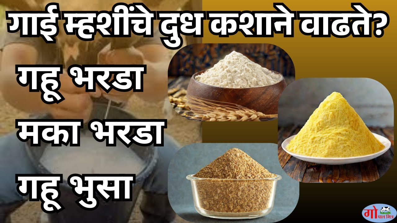 गाई म्हशींचे दूध कशाने वाढते? गहू भरडा? मका भरडा? गहू भुसा? #दुध_वाढविण्याचे _उपाय