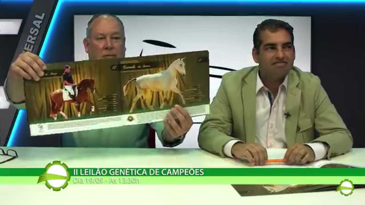 Tatersal II Leil&atilde;o Gen&eacute;tica de Campe&otilde;es Cavalo Lusitano