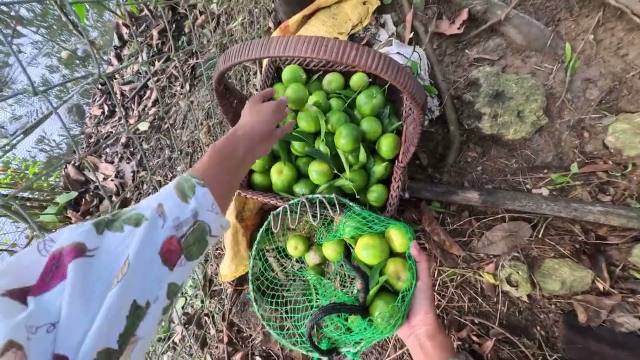 Relaxing Countryside POV | Harvesting Sour Orange (Dalandan)