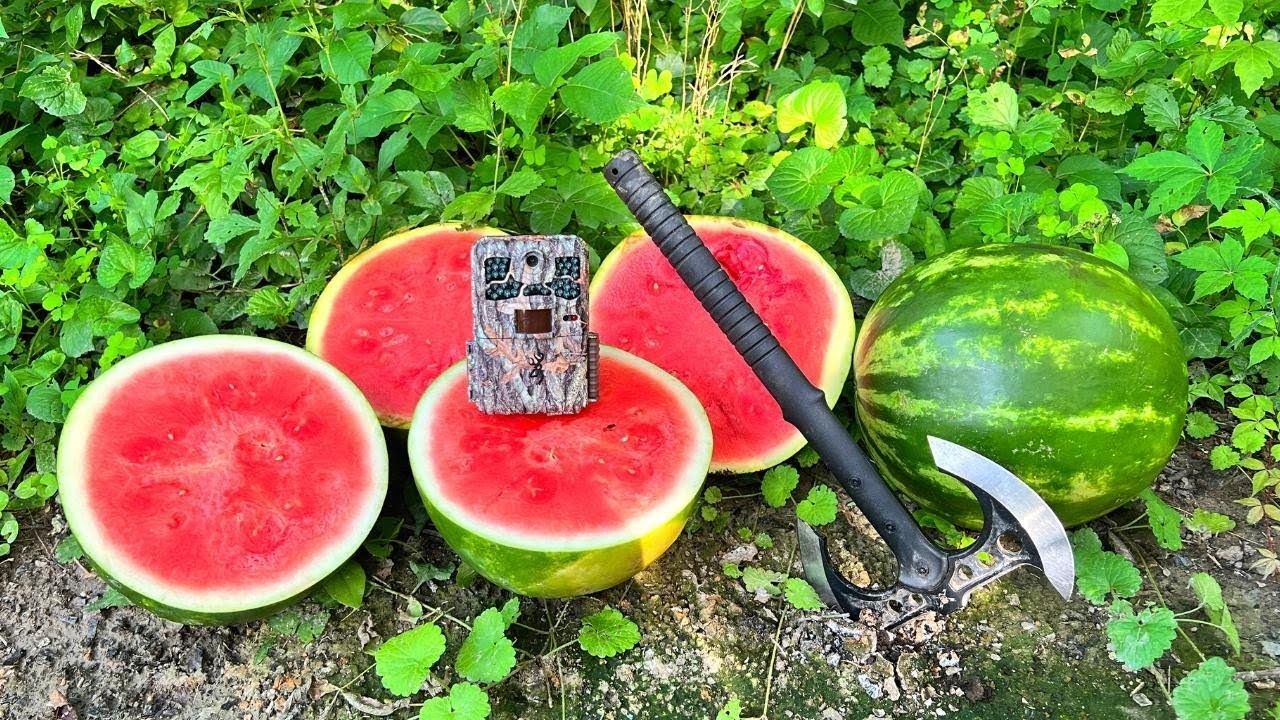 What Happens to WATERMELON Left in the Woods? (Trail Camera)