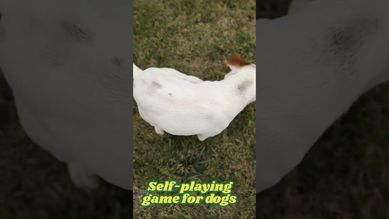 Puppies Entertained by Their Own Paws &ndash; Too Cute! 🐾😍#petGarden.