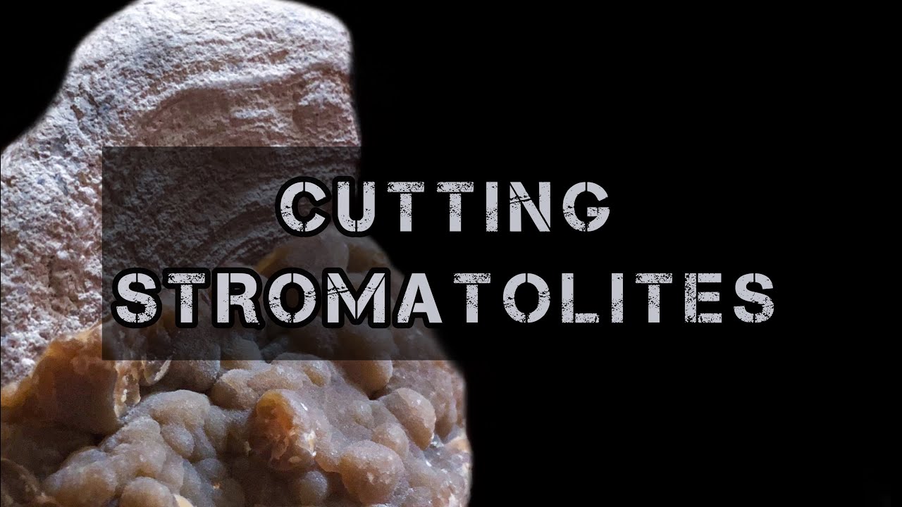 Will These Stromatolites Take A Polish?