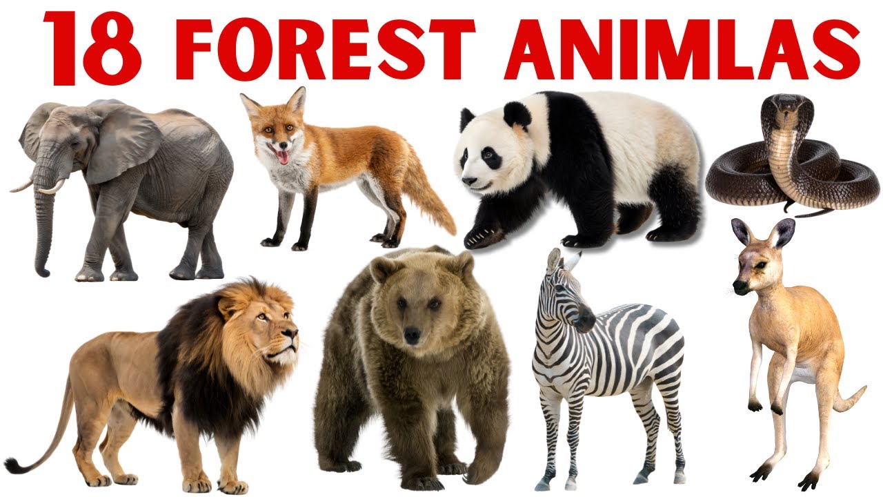 जंगल के जानवरों के नाम | Forest Animals Name for Kids | Forest Animals