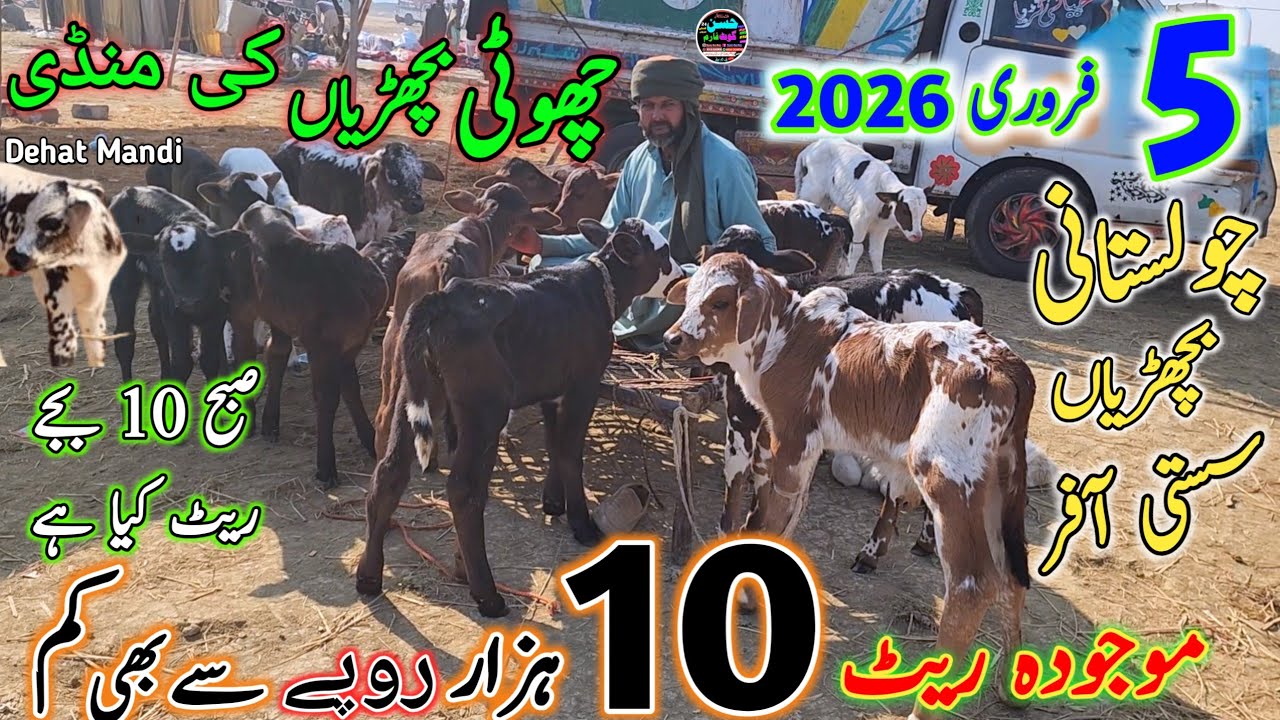 9 April 2026 Biggest  Punjab Cattle Mandi kot chutha دیہاتی لوگوں کے ریٹ Zero Size Bachrian 18 hzar 