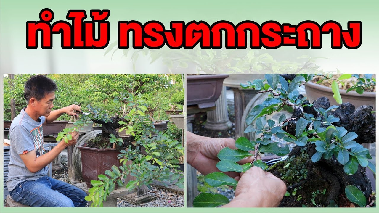 Bonsai Station [Senior Station] EP.14 ทำไม้ทรงตกกระถาง