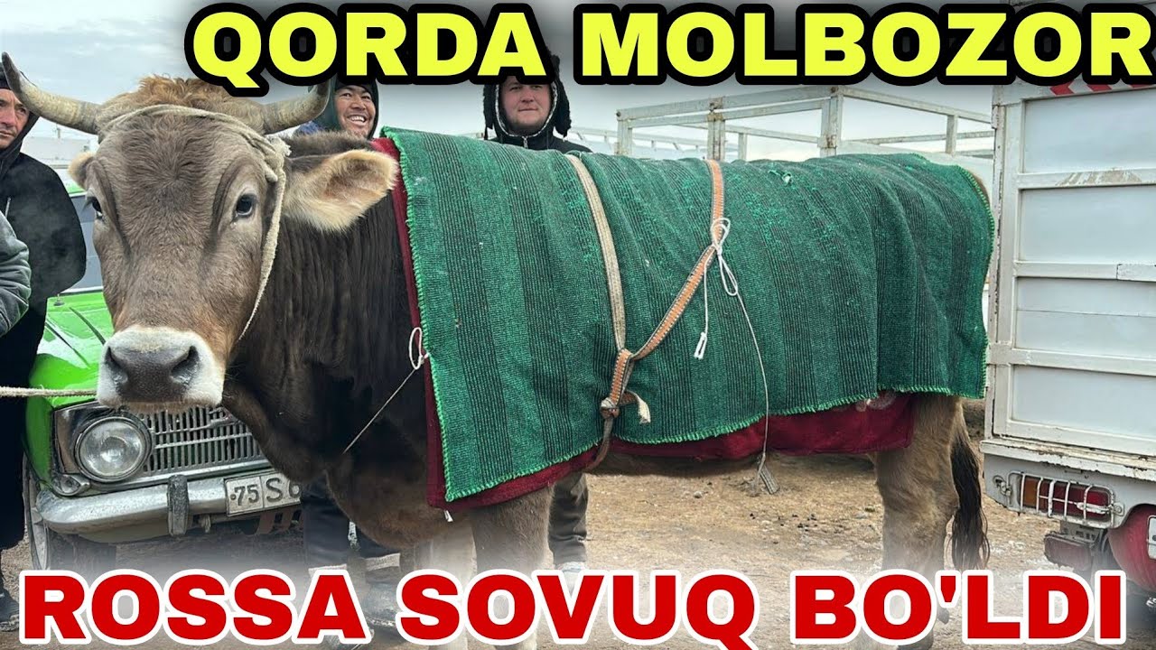 MUZRABOT ZANG MOLBOZORI SOG'IN SIGIRLAR VA G'UNAJINLAR NARXLARI 24.01.2026