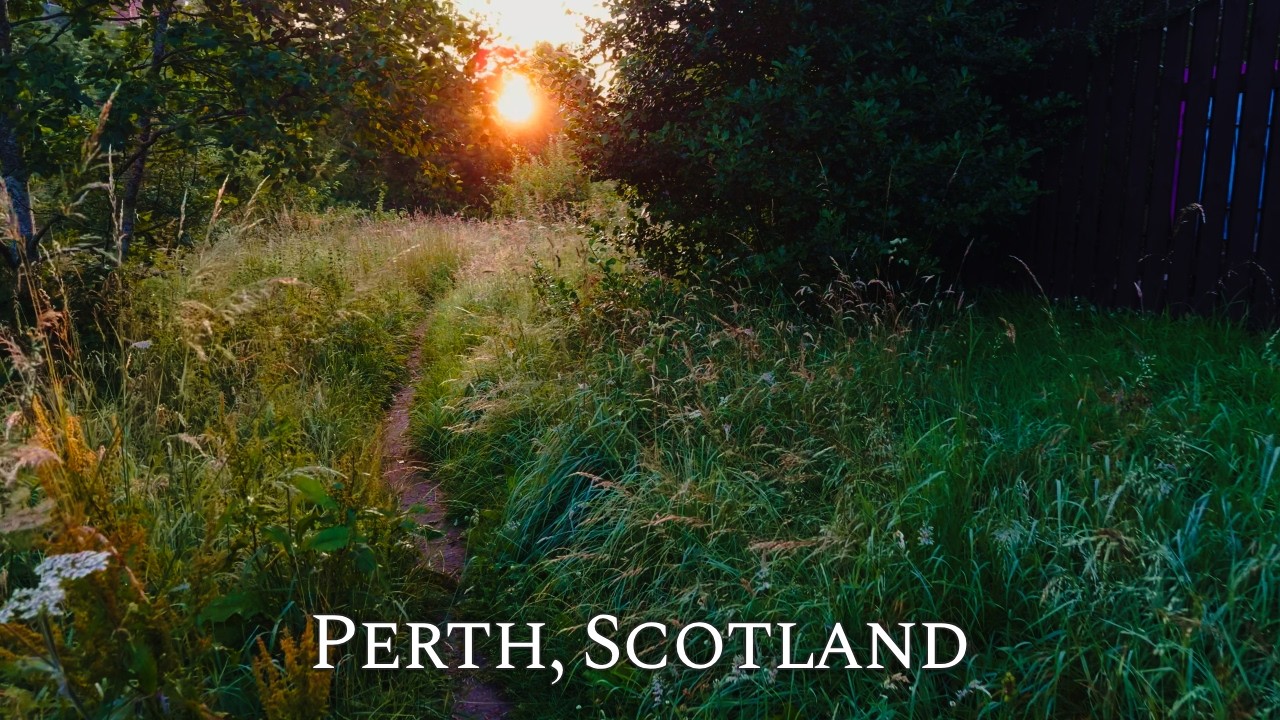 Relaxing walk in Scottish woods with birdsong and early morning sun