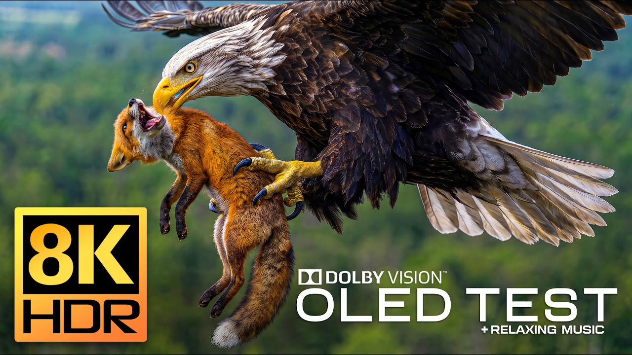 OLED Beyond reality for Display Test | Real 8K HDR 120FPS Dolby Vision | 4K/8K Video ULTRA HD TV