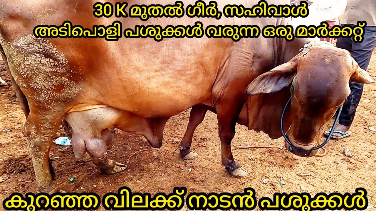 പകുതി വിലക്ക് ഗീർ, സഹിവാൾ തുടങ്ങിയ നാടൻ പശുക്കൾ |Low cost cows For Sale |അടിപൊളി പശുക്കൾ എരുമകൾ