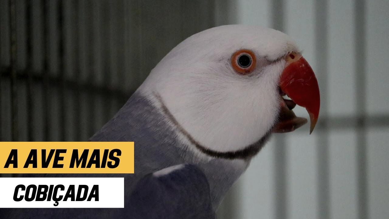 CLEARTAIL VIOLETA É O RING NECK MAIS COBIÇADO DO MOMENTO?