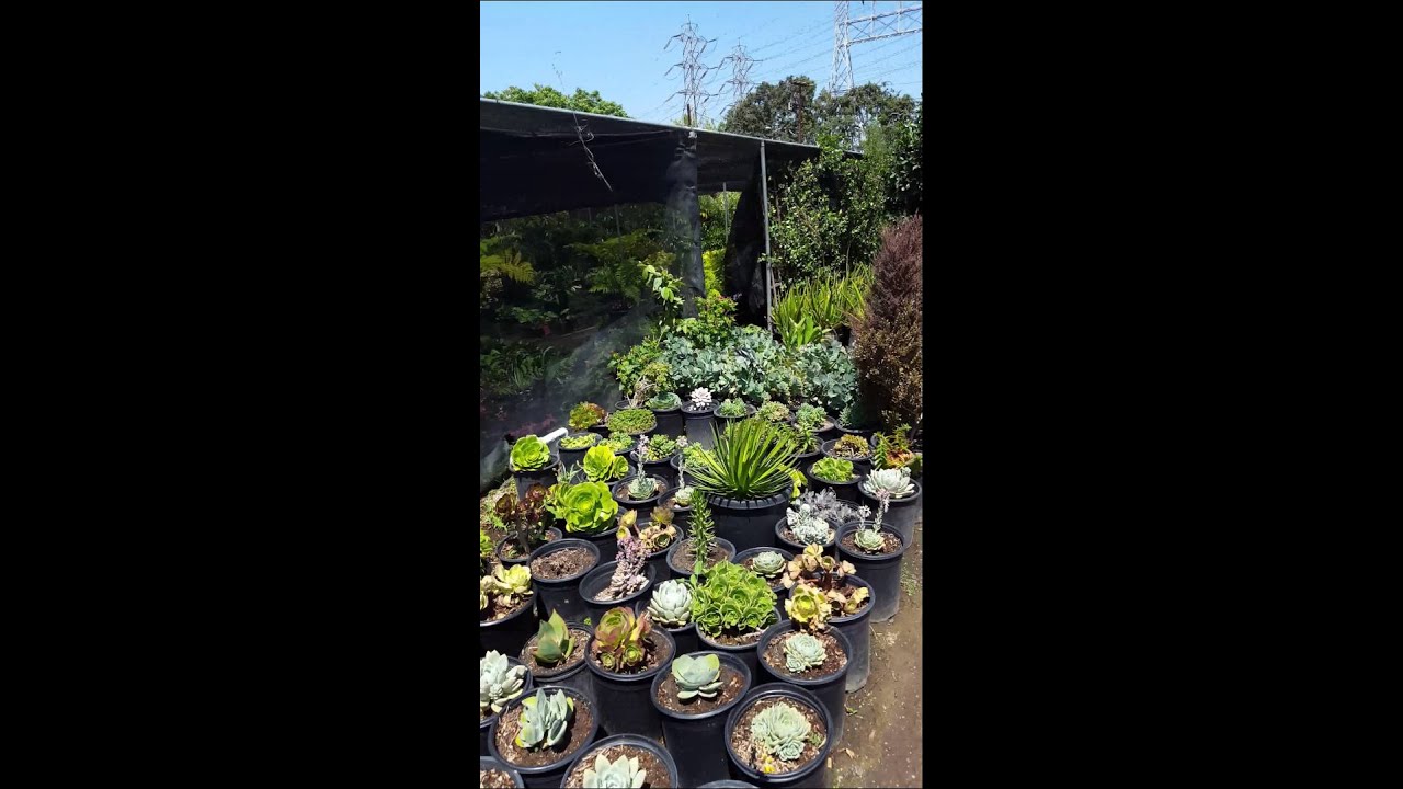 Mezcala Nursery Succulents Long Beach,CA
