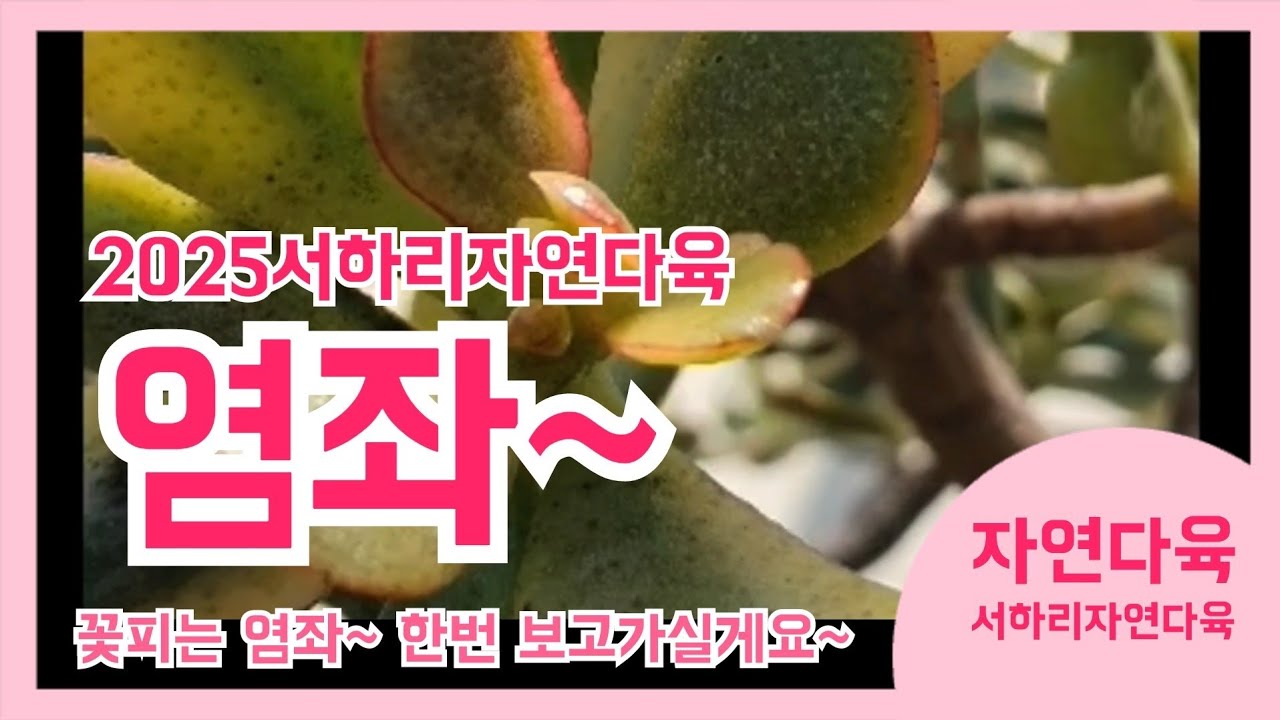 2025 꽃피는 염좌하면 서하리자연다육이죠! 놀러오실래요? 가을데이트 다육농원과 함께💚#서하리자연다육#다육이#염좌#꽃피는염좌