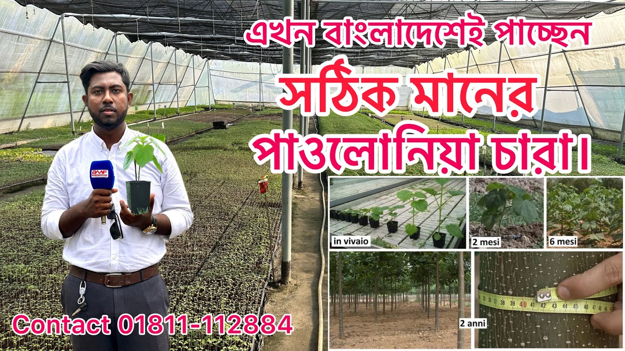বিশ্বের এক নম্বর কাঠ উৎপাদনকারী গাছ পাওলোনিয়া । চারা পেতে যোগাযোগ ০১৮১১-১১২৮৮৪
