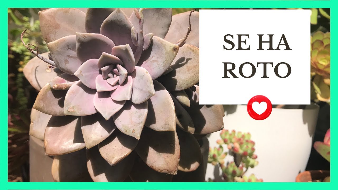 ❤️ Mi Superbúm se ha CAIDO y te enseño mi jardín ❤️