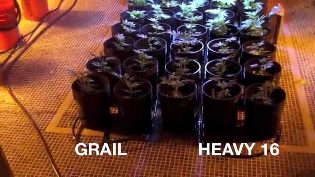 5000w on movers, 3 strain ep6-14, SCROG, NO Co2, Heavy 16 vs CropDoc Holy Grail