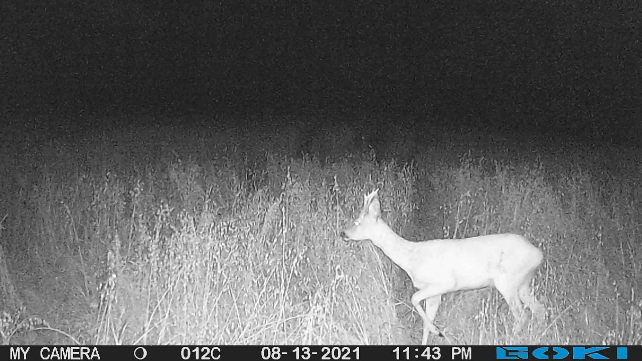 Stirnas (Roe deer) Meža kameras (trail camera)