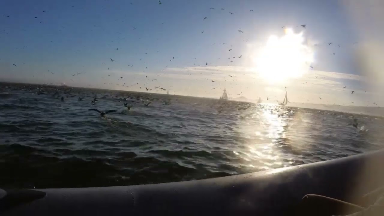 Anchovies, seals, whales, birds, OH MY