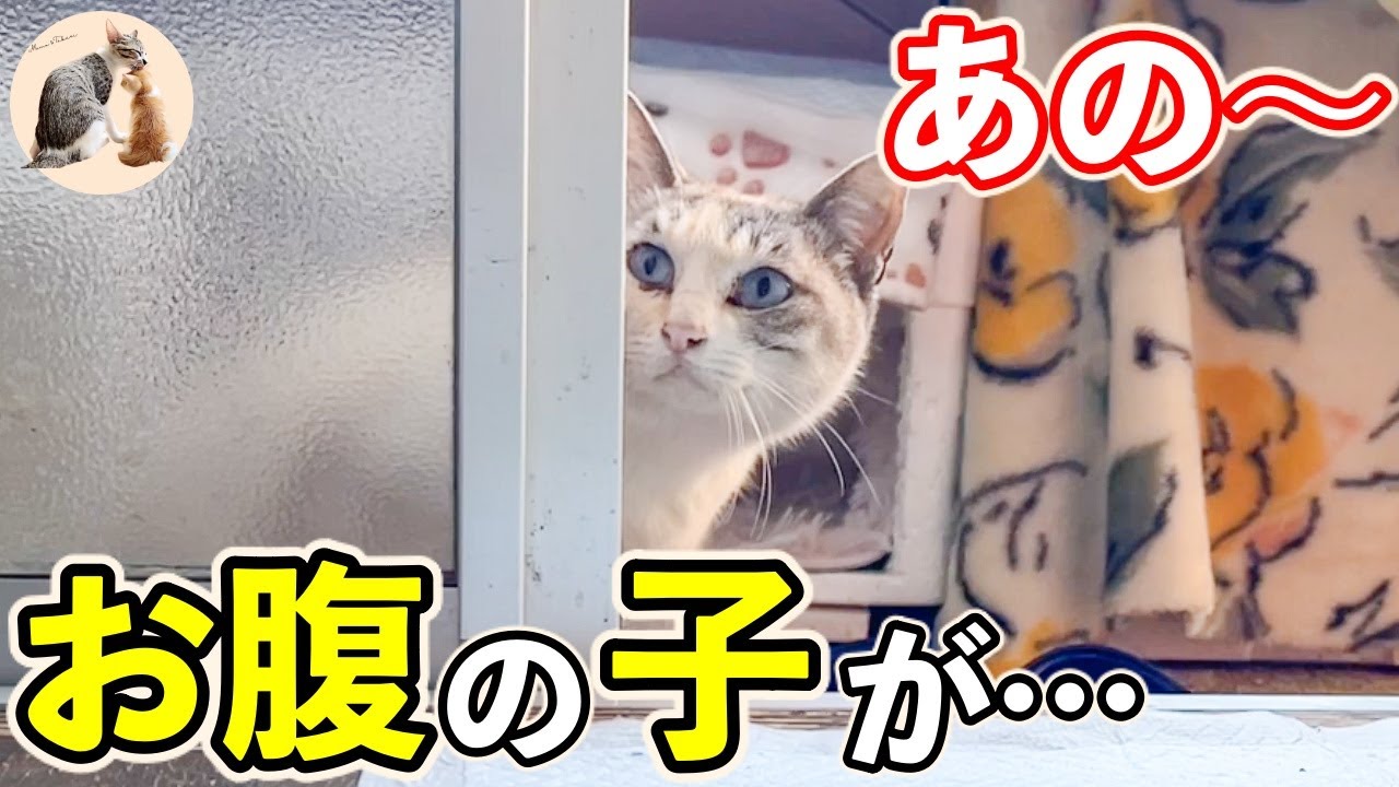 妊娠した野良猫を緊急で保護しました