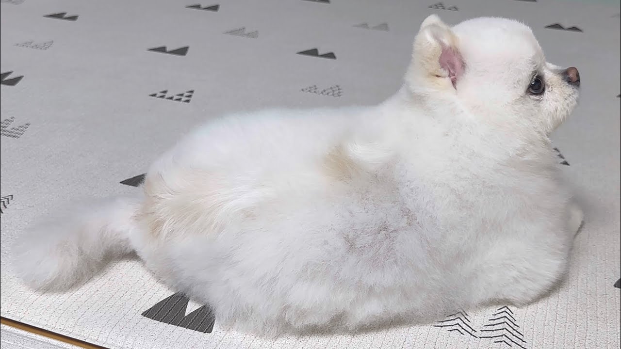 일년만에 강아지 탈모가 완전히 치유됐어요ㅠㅠ