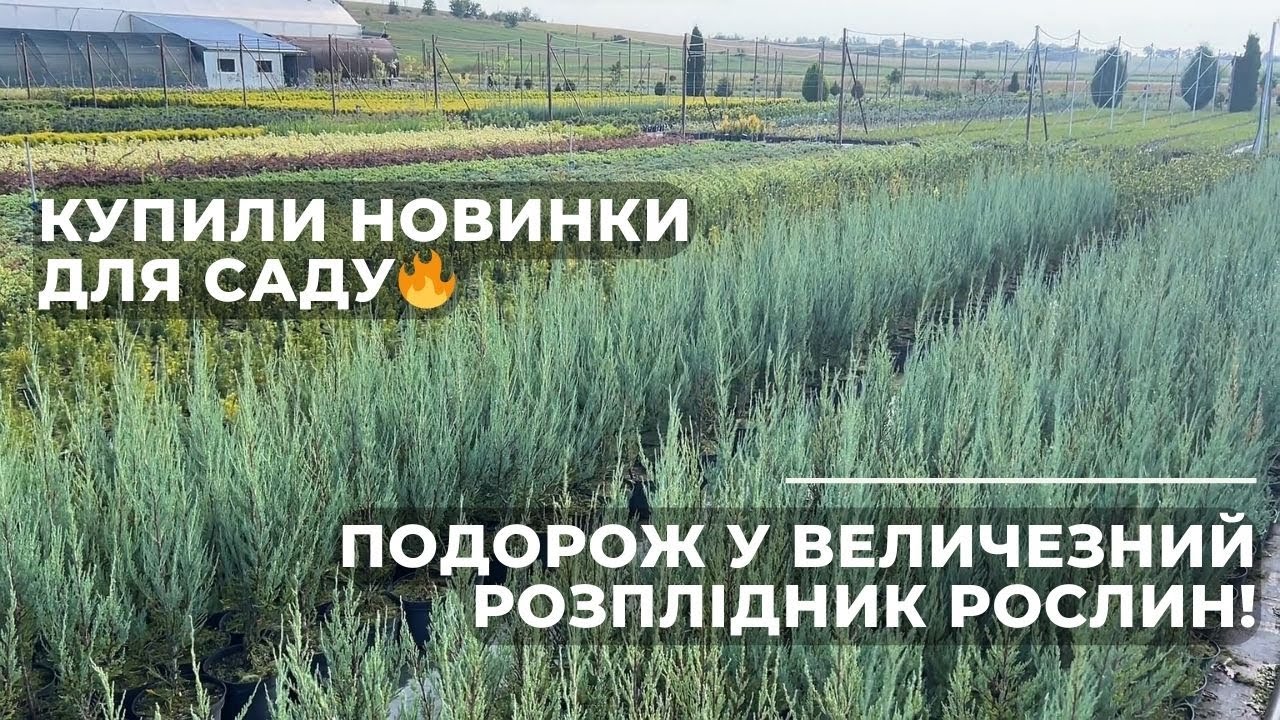 Подорож у величезний розплідник рослин. Купили новинки для саду!