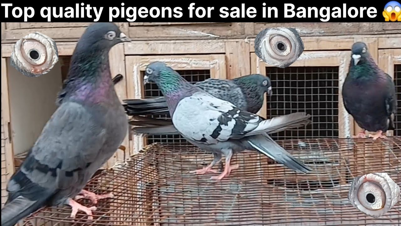Top and Premium Quality Pigeons for Sale in Bangalore🔥🕊👉[Contact: 8951011790] | QSS Loft Bangalore.