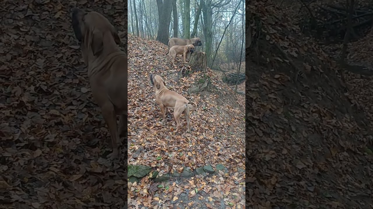 Jak to jest mieć takie stado?🥰🥰🥰🥰🥰