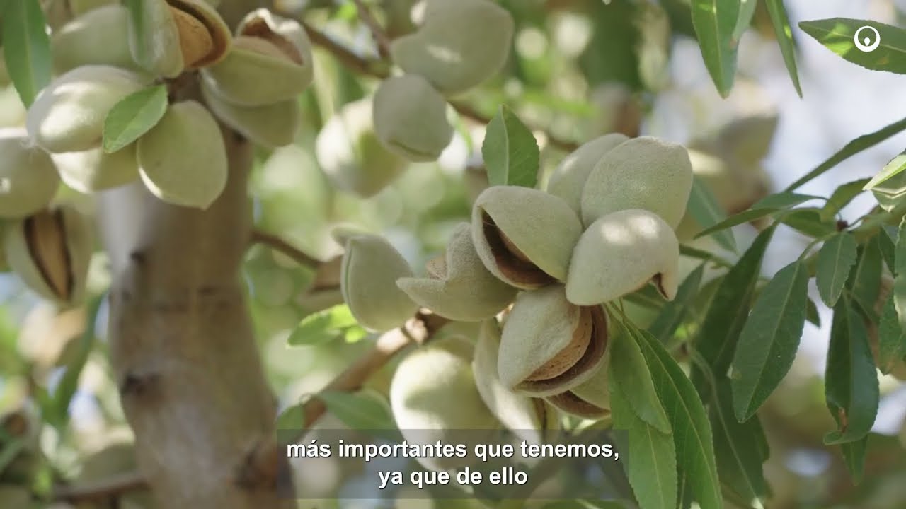 Servicio de Asesoramiento en cultivos leñosos de alto valor. Soluciones para Agricultura de Veolia