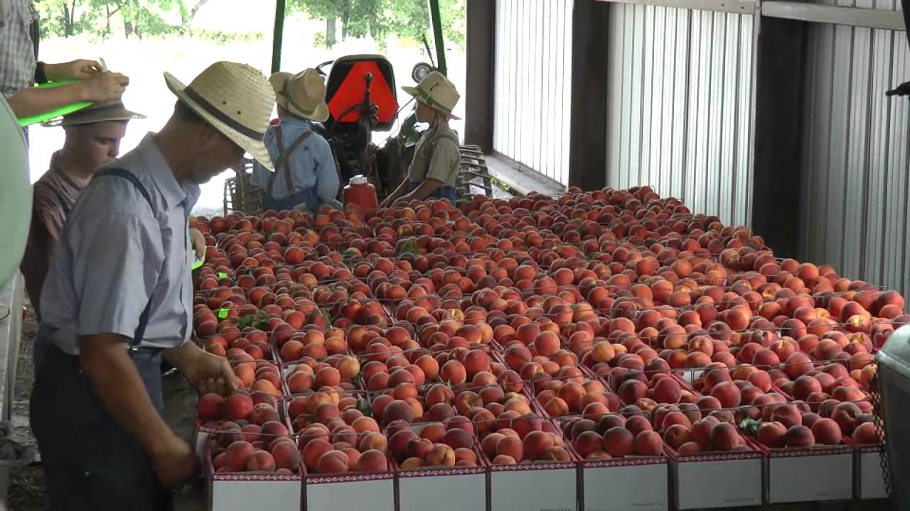 Fairview Produce Auction