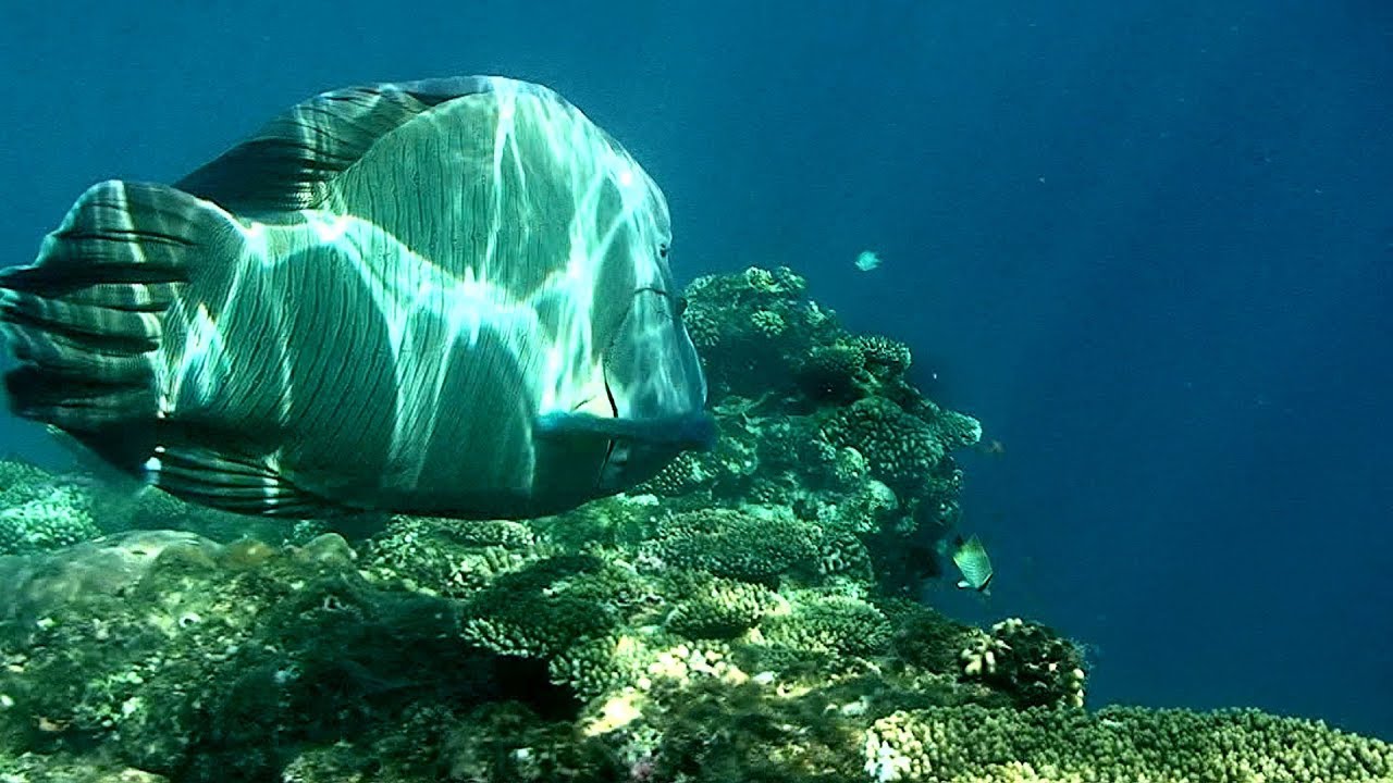 Ein Korallenriff im Roten Meer