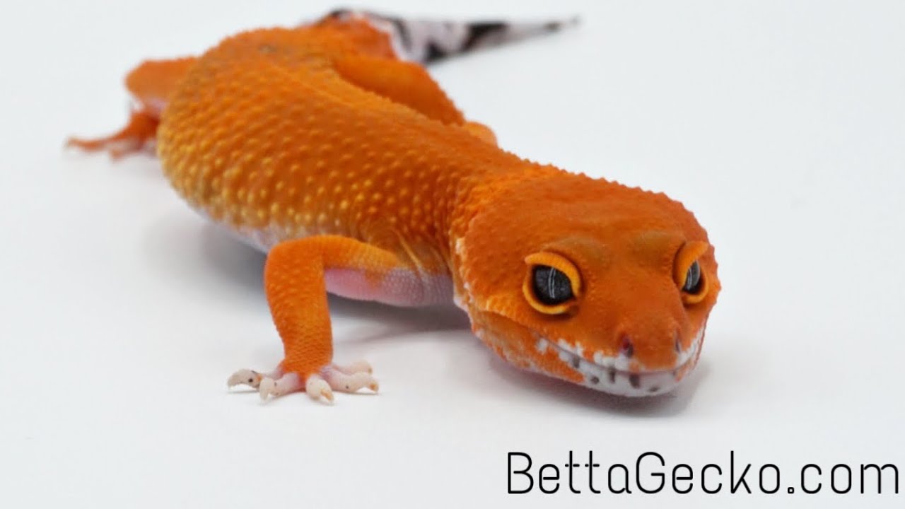 Leopard Gecko Holdbacks | 2022 #fyp #reptile#leopardgecko #reptilebreeder #pet #fypシ#explore#gecko