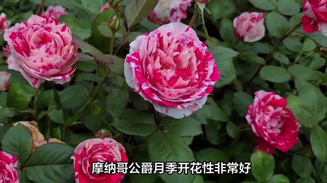 摩纳哥公爵月季：一朵皇室的花