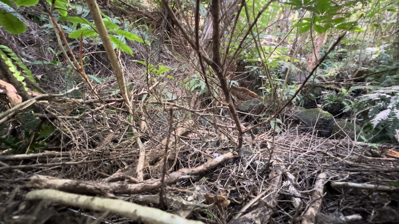 Blackscreen - ASMR - Just the  natural sound of a forest stream - cool and soothing