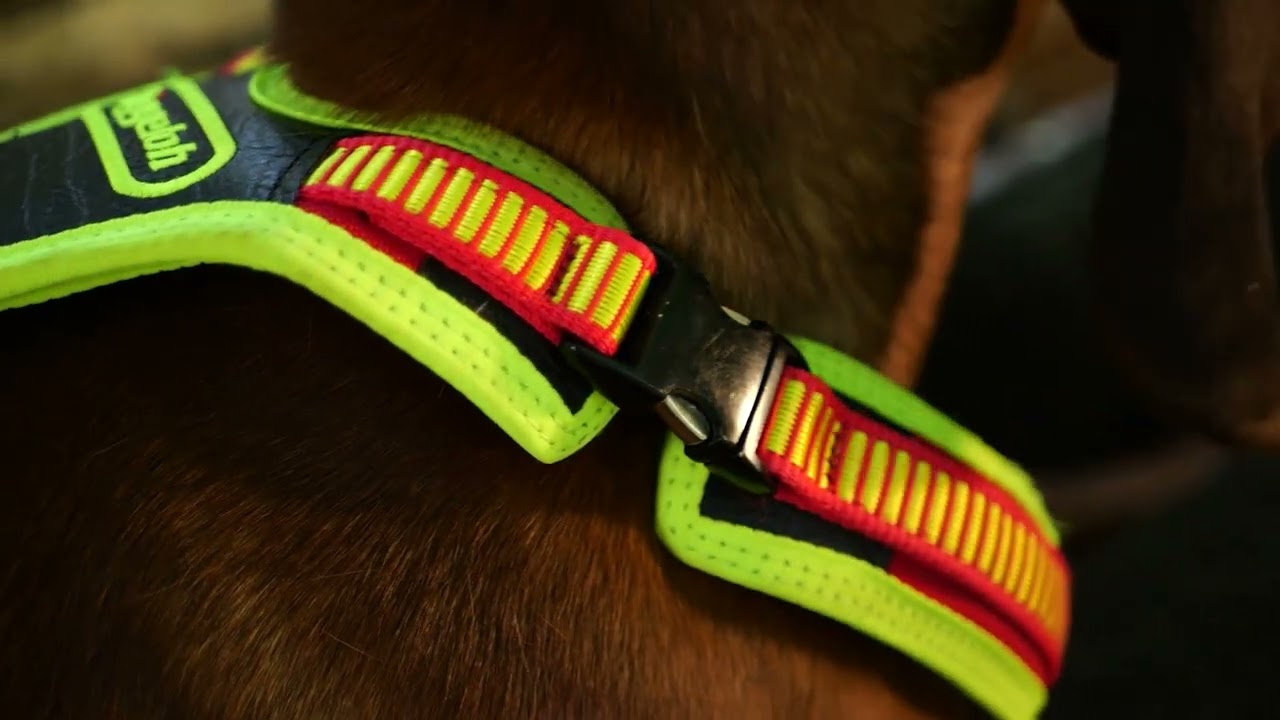 Das Niggeloh Follow Trail Hundegschirr für Spezialisten und Profis