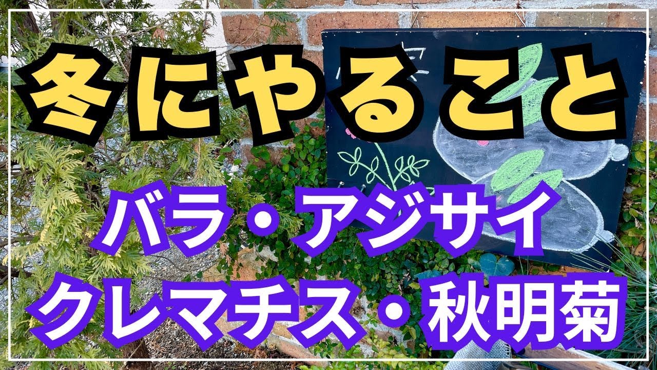 【冬の定番お手入れ】クレマチス・バラ・アジサイ・シュウメイギクのお手入れをしました。
