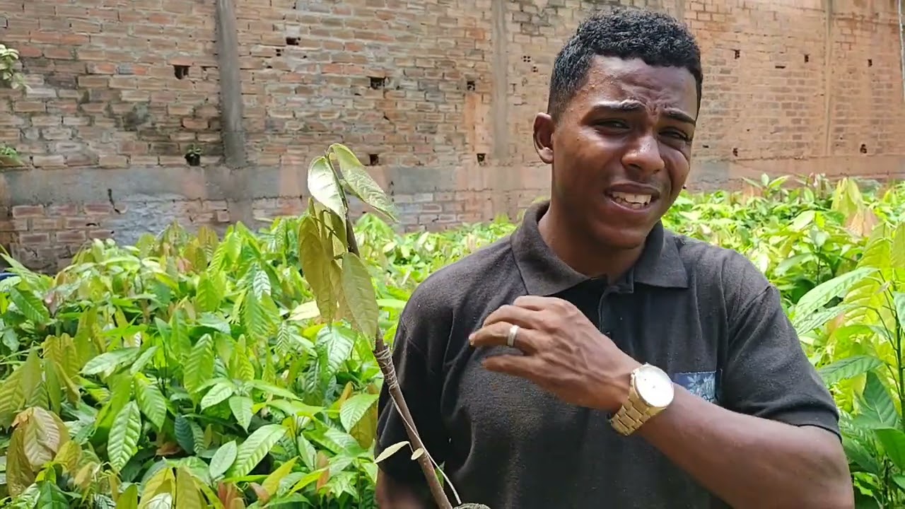 Quer saber como clonar mudas  de cacau? vem conosco!