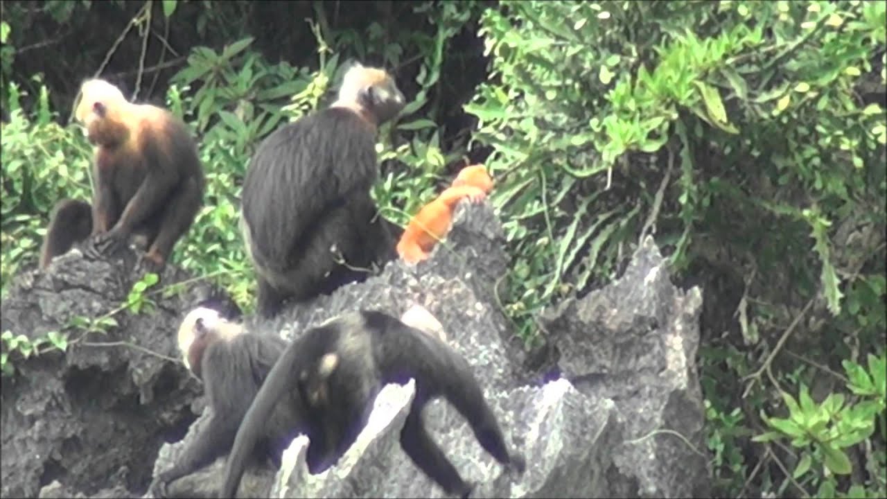 Cat Ba Langur (Trachypithecus poliocephalus) | Cat Ba island, Vietnam