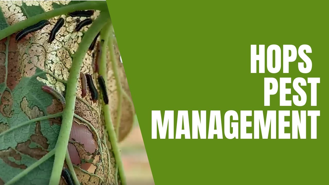 Hops Pest Management