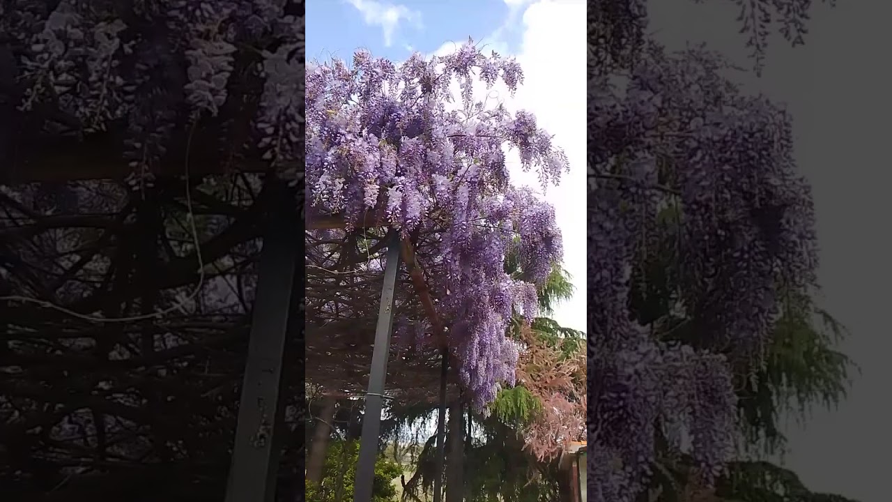 Glicinia de más de 100 años😱😱como PODAR y abonarlo 😱😱😱😱🤔🤔🤔🌺🪷🌺🌺🪷🌴🌿🌿🌸🌸🌸