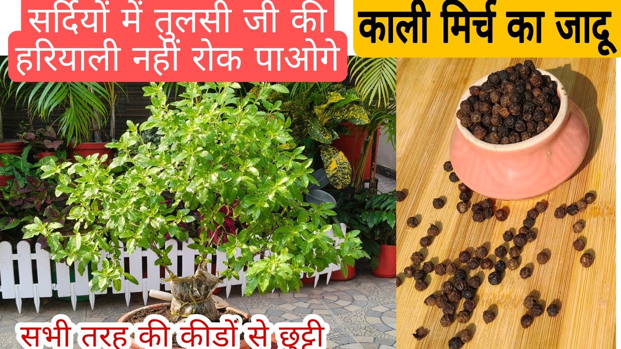 तुलसी जी के पौधे के लिए वरदान है काली मिर्च / how to make tulsi plant green and bushy organic 