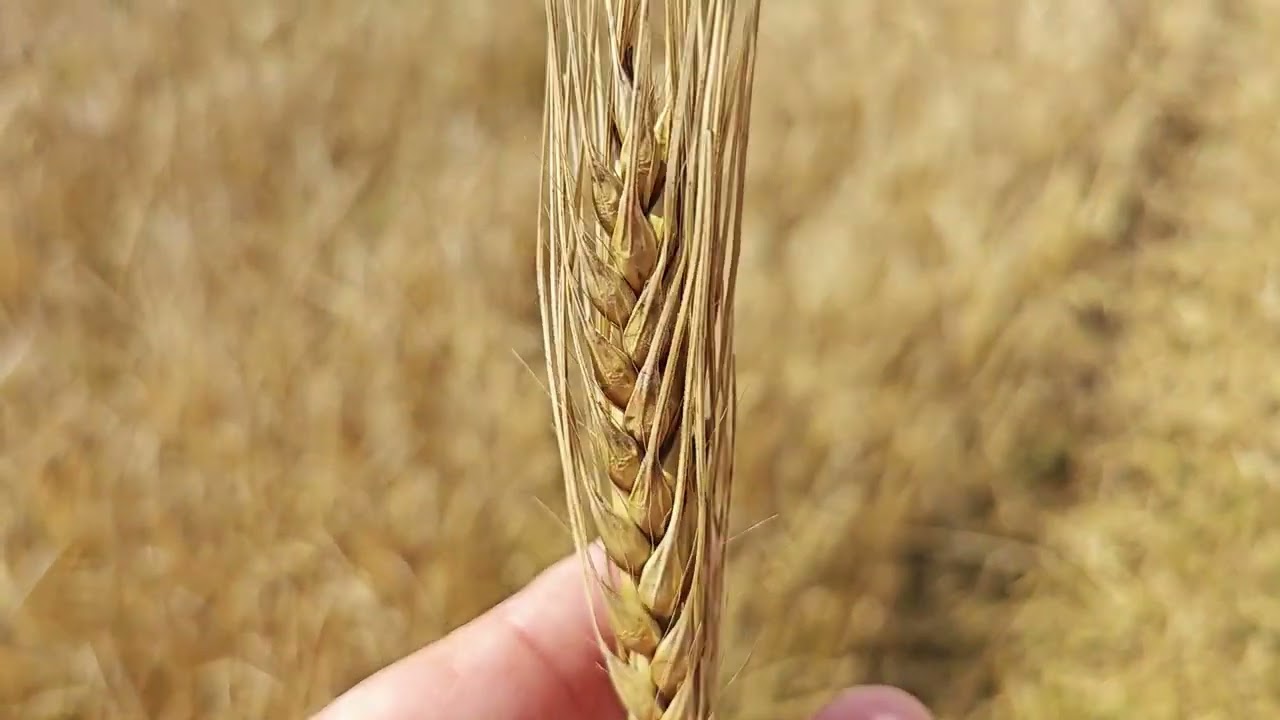 Уборка озимого ячменя 2025. Сорт 