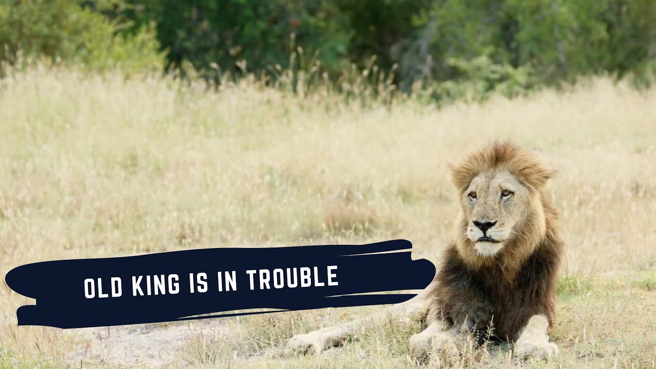 TAKEOVER MIGHT BEGIN - MATIMBA MALE MIGHT BE IN TROUBLE - TUMBELA MALES INVADE