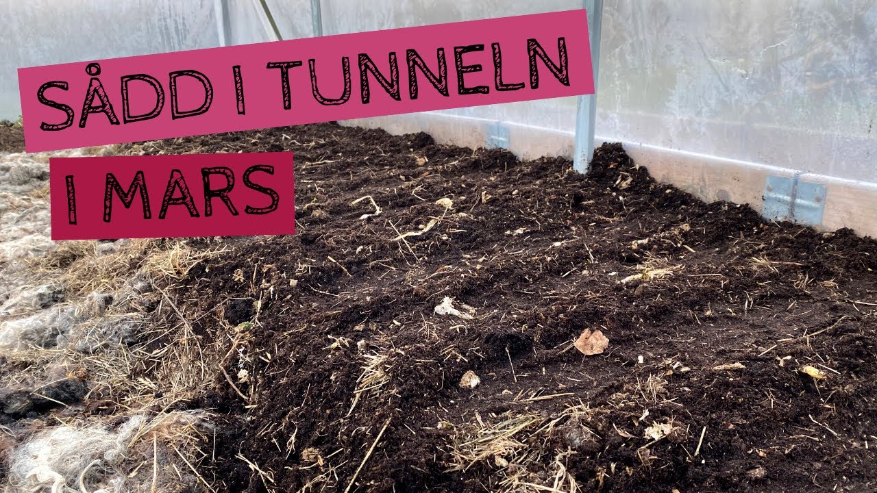 SÅDD i tunneln - Jag sår bladgrönt inför våren i tunnelväxthuset i mars