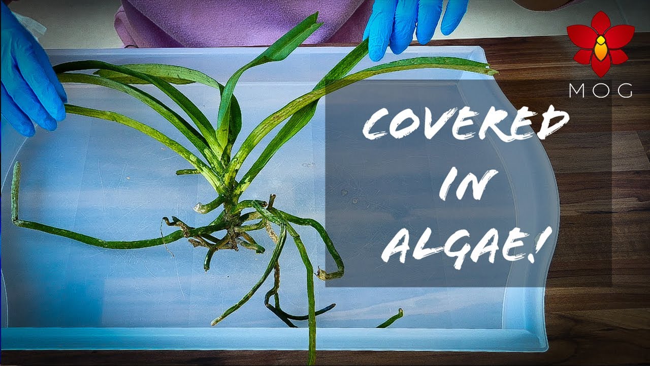 Saving Orchids from disastrous haul - Have you ever seen an Orchid covered in algae? 😱