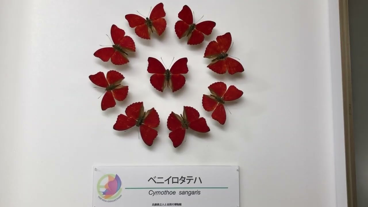 毎月かわるよ！江田コレクション展～美麗な甲虫や蝶の標本を毎月入れ替え展示～【第９回（３月予定）展示予告編】