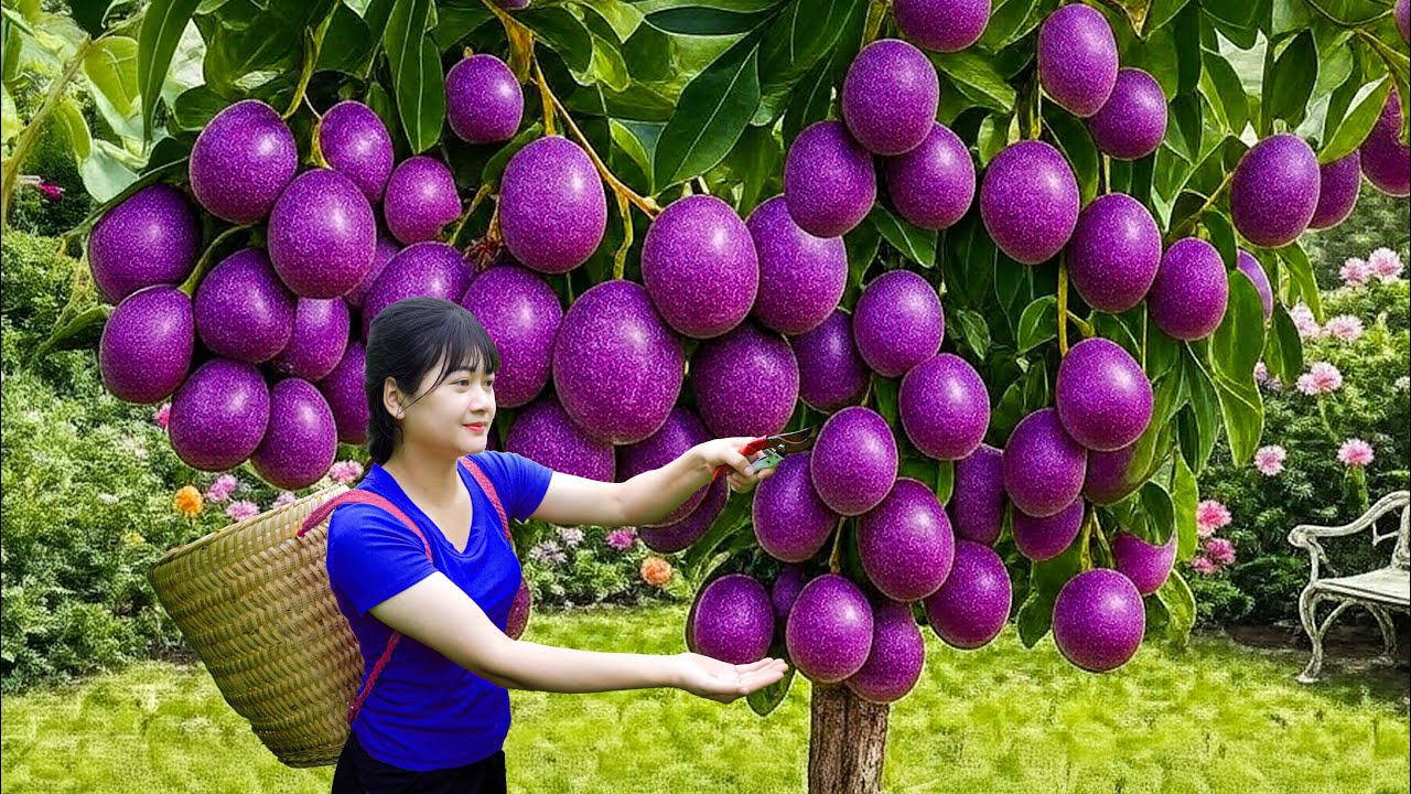 Harvesting Rare Purple Passionfruit & Making an Excellent Sweet Cake | Traditional Village Recipe