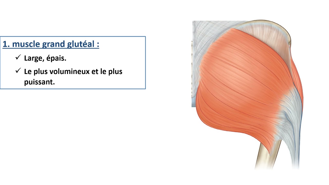 Les muscles de la hanche