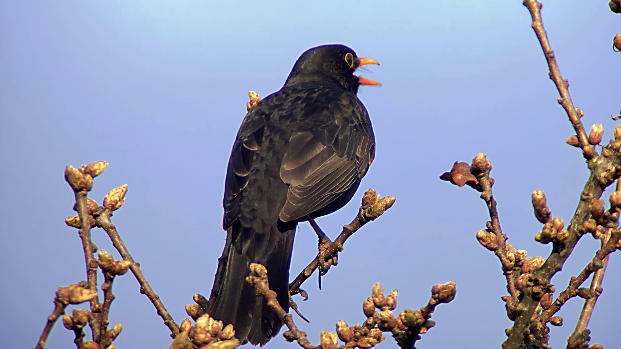 Blackbird (Turdus merula) (M) - singing atop tree @ Minsmere
