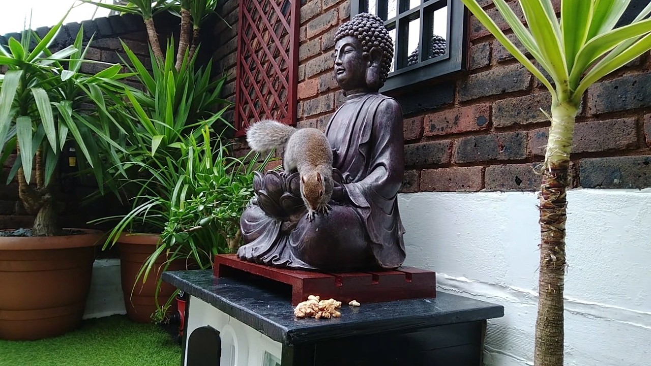 #squirrel video no.169 - Peace On The Terrace