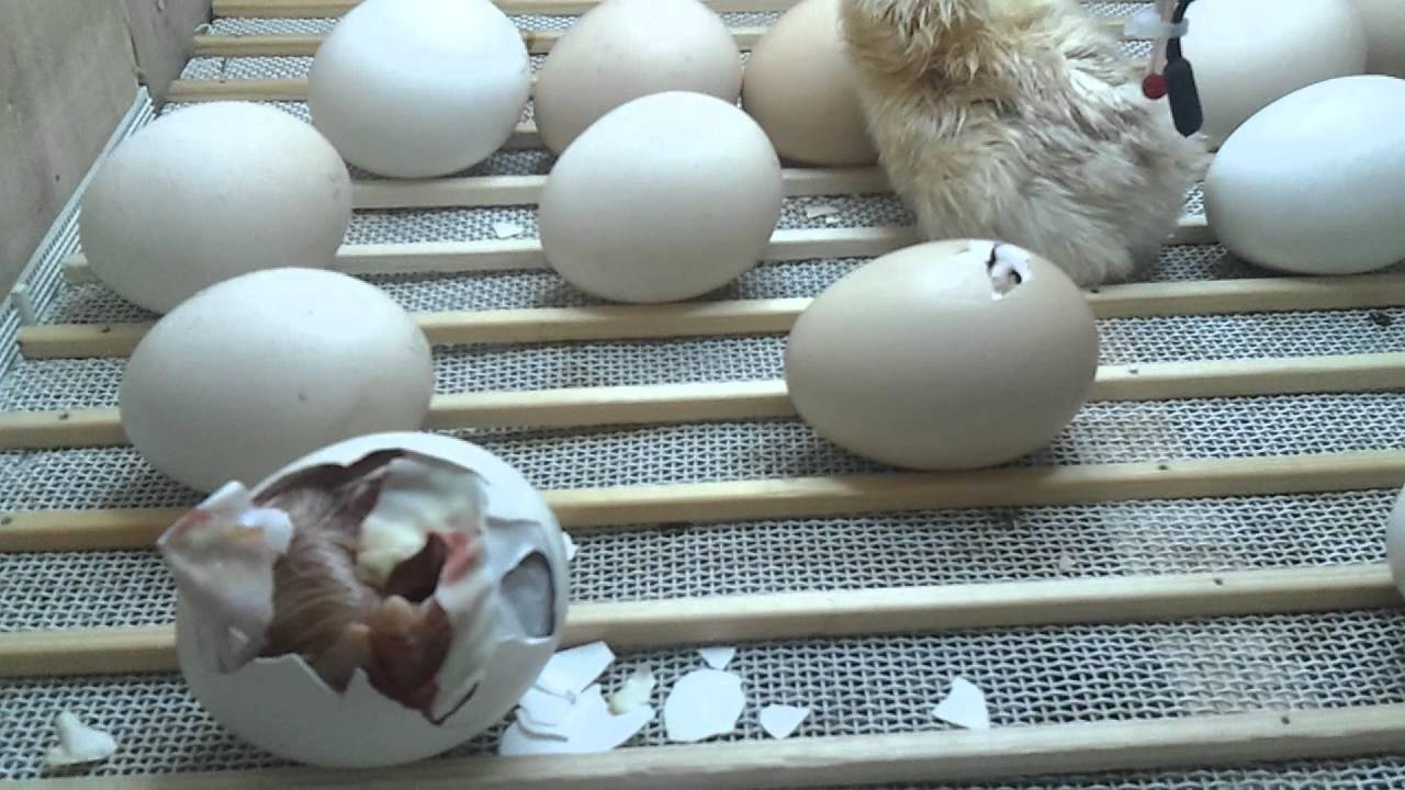 incubadora casera nacimieto de pollitos