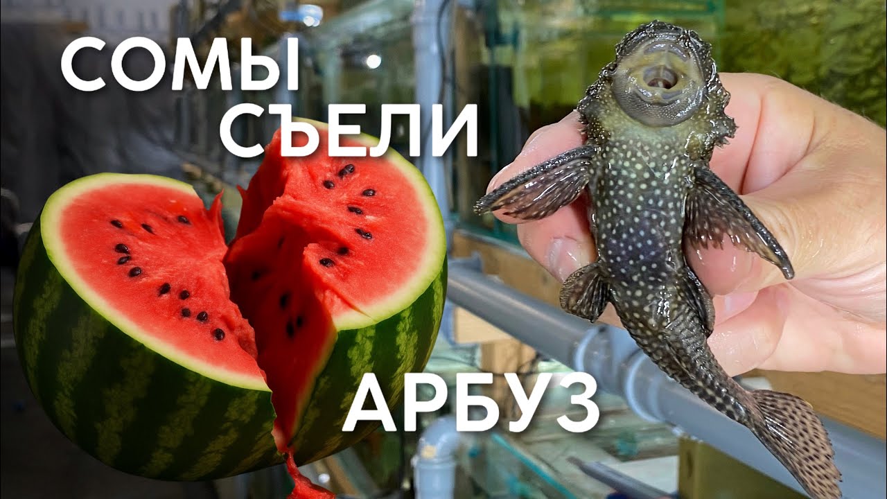 Кормим сомов арбузом. Наш опыт. Часть 2.